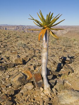 Young Quiver Tree (Aloe dichotoma) at Fish River Canyon, Namibia, Africa