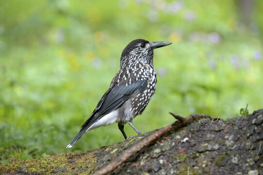 Spotted nutcracker, Eurasian nutcracker (Nucifraga caryocatactes), canton of Grisons, Switzerland, Europe