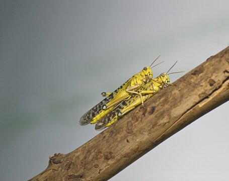 Migratory Locust (Locusta migratoria), Schoenbrunn Zoo, Vienna, Austria, Europe