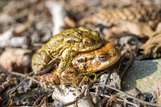 Common toads (Bufo bufo) in mating, Mating season, Stallauer Weiher, Bavaria, Germany