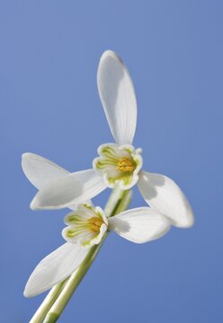 Snowdrop (Galanthus nivalis), garden plant, Austria, Europe