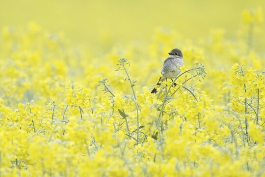 Red-backed shrike (Lanius collurio), male, sitting in a rape field, Hesse, Germany