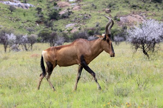 Red hartebeest (Alcelaphus buselaphus caama), Kaama, adult, foraging, running, Mountain Zebra National Park, Eastern Cape, South Africa