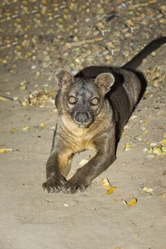 Fossa (Cryptoprocta ferox), Kirindy forest, Toliara province, Madagascar