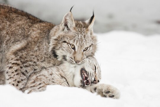 Two Lynxes (Lynx lynx) playing in the snow, captive, Germany