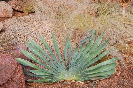 Boophone sp. after a rainfall in the garden of the Namtib Lodge in the Tiras mountains, Namibia, Africa