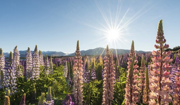 Sun shining through colorful Large-leaved lupines (Lupinus polyphyllus), sunstern, Lake Tekapo, Canterbury region, Southland, New Zealand