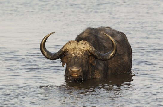 Cape Buffalo (Syncerus caffer caffer), bull just swam through the Chobe River, Chobe National Park, Botswana, Africa