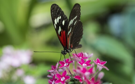 Doris Longwing (Laparus doris) on pink flower, captive