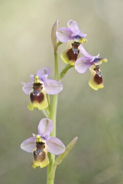 Sawfly orchid (Ophrys tenthredinifera), Majorca, Spain