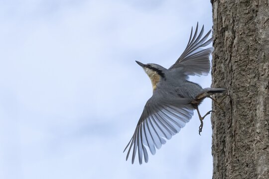 A nuthatch (Sitta europaea) flies off a tree trunk with outstretched wings, Hesse Germany