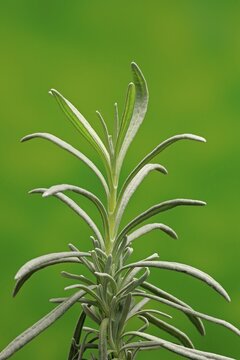 Lavender (Lavanda latifoglia), leaves, Ellerstadt, Germany