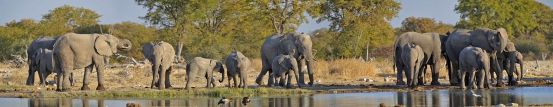 Herd of African Bush Elephants (Loxodonta africana) at the Goas waterhole, Etosha National Park, Namibia, Africa