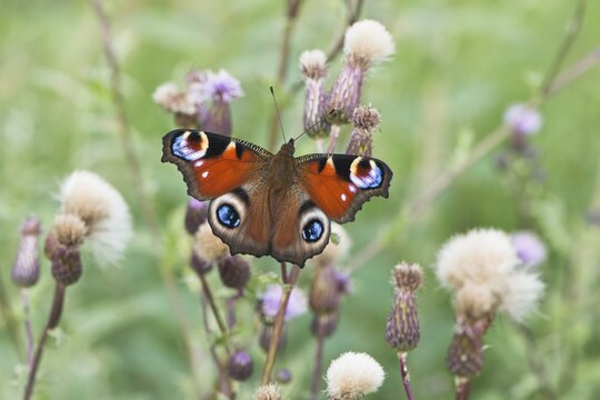 European peacock (Aglais io), Emsland, Lower Saxony, Germany