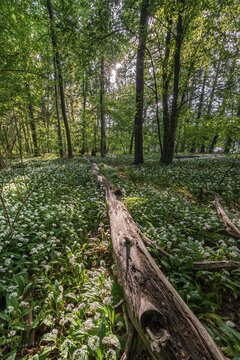 Mixed deciduous forest in spring, flowering Ramsons (Allium ursinum) and deadwood on forest floor, Perlacher Forst, Bavaria, Germany