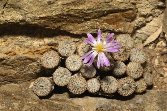 Conophytum, Living Stones, blooming, blossoms, Stellenbosch Botanic Garden, Western Cape, South Africa