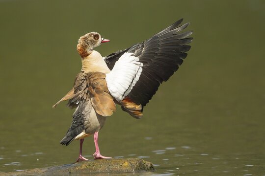 Egyptian Goose (Alopochen aegyptiacus), beating of wings, North Hesse, Germany