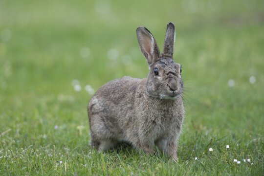 European Rabbit (Oryctolagus cuniculus), Emsland, Lower Saxony, Germany