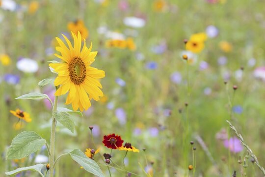 Sunflower (Helianthus annuus), in front of a summer flower meadow, North Hesse, Hesse, Germany