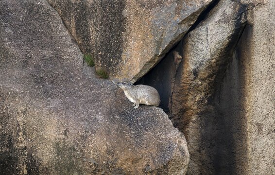Rock hyrax (Procavia capensis) sitting on a rock, Kopje, Serengeti National Park, Tanzania