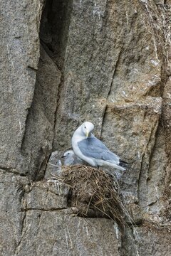 Black-legged Kittiwakes (Rissa tridactyla), adult and chick perched on the nest, Chukotka, Russia