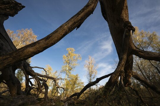 Old solitary oak tree split and broken apart by lightning, Hohenlohe, Baden-W&uuml;rttemberg, Germany