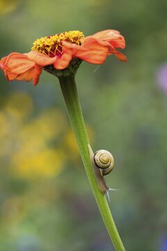 Snail (Cepaea) on stem of Zinnia (Zinnia elegans), Hesse, Germany