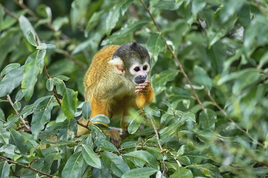 Black-capped squirrel monkey (Saimiri boliviensis), captive, Switzerland