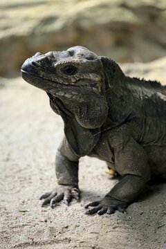 Rhinoceros Iguana (Cyclura cornuta), adult, portrait, vigilant, captive, occurrence Hispaniola