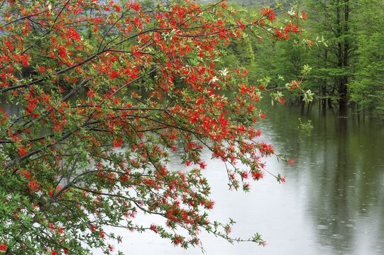 Chilean firebush or Notro (Embothrium coccineum), Pan-American Highway, Aysen Region, Patagonia, Chile