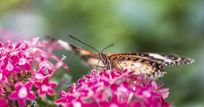 Brown or scarlet peacock (Anartia amathea) on flower, captive