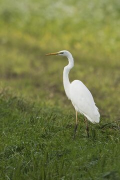 Great egret (Ardea alba), Emsland, Lower Saxony, Germany