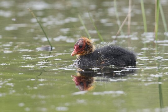 Young Coot (Fulica atra), swimming, Emsland, Lower Saxony, Germany