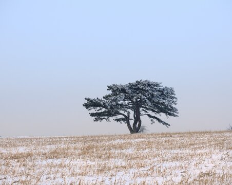European Black Pine (Pinus nigra), Triestingtal, Lower Austria, Austria, Europe