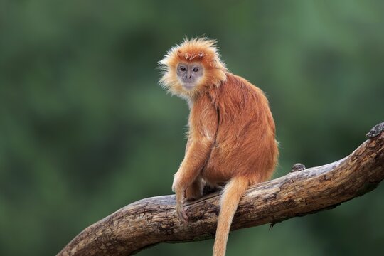 Javan lutung (Trachypithecus auratus), orange morph, adult, sitting on tree, alert, endangered species, captive, Indonesia