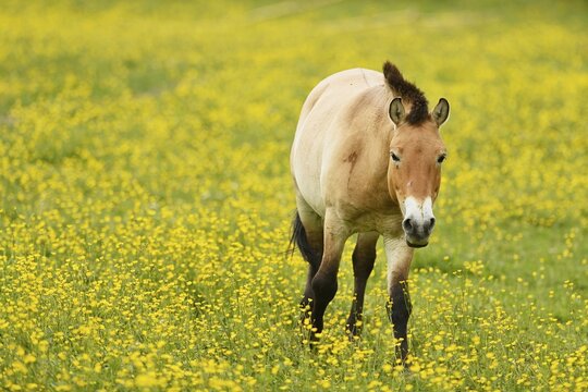 Przewalski's horse (Equus ferus przewalskii), mare on field of flowering buttercup (Ranunculus), running, captive, Switzerland