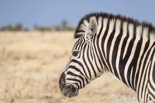 Plains Zebra (Equus quagga), Etosha National Park, Namibia