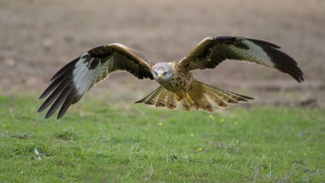 Red kite (Milvus milvus), in search flight over a meadow, Extremadura, Spain