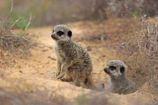 Meerkats (Suricata suricatta), two young animals at animal den, Oudtshoorn, Western Cape, South Africa