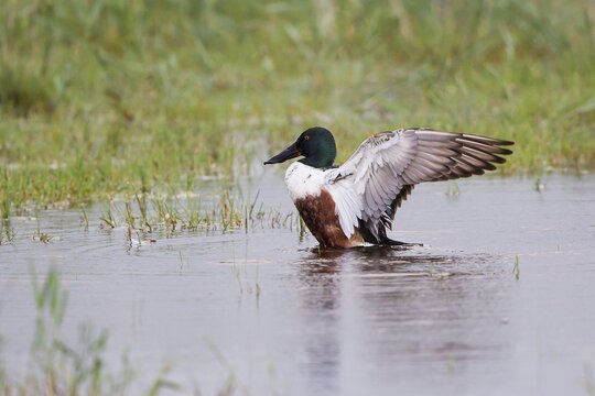 Northern Shoveller (Anas clypeata), drake beating its wings, Lake Neusiedl, Austria