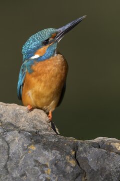 Common kingfisher (Alcedo atthis), male sitting on a stone, Donauauen, Baden-W&uuml;rttemberg, Germany