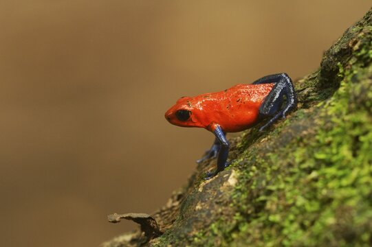 Strawberry Poison Frog (Dendrobates pumilio), Tenorio Volcano National Park, Costa Rica, Central America