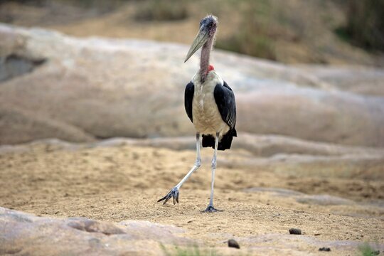 Marabou stork (Leptoptilos crumeniferus), adult, strides, Kruger National Park, South Africa