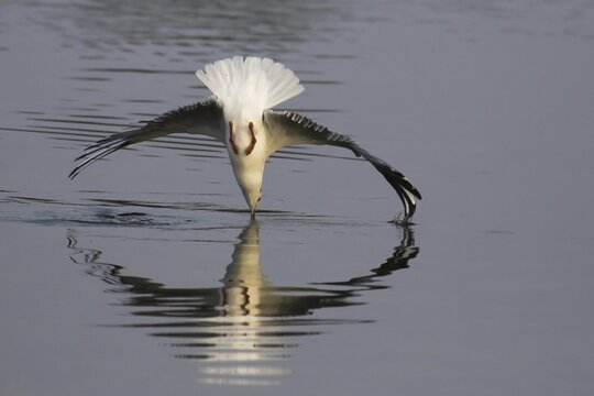 Black-headed gull (Chroicocephalus ridibundus) in flight, hunting, above the water surface, Hesse, Germany