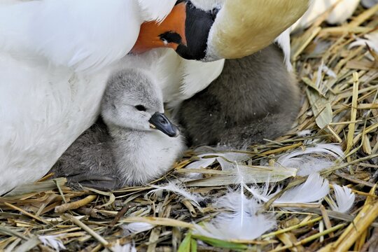 Mute swan (Cygnus olor), female with newly hatched chicks sitting on nest, Cham, Lake Zug, Canton Zug, Switzerland