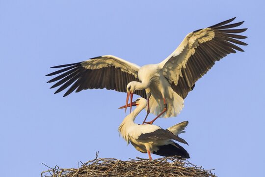 White Storks (Ciconia ciconia), mating, Hesse, Germany