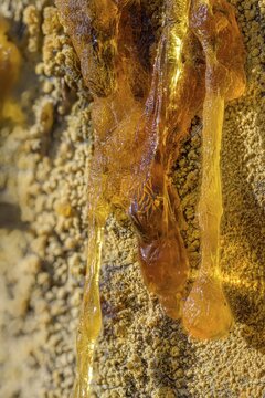 Tree resin of a european black pine (Pinus nigra), Bad V&ouml;slau, Lower Austria, Austria