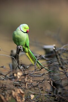 Rose-ringed parakeet or ring-necked parakeet (Psittacula krameri), adult on tree, Baden-W&uuml;rttemberg, Germany