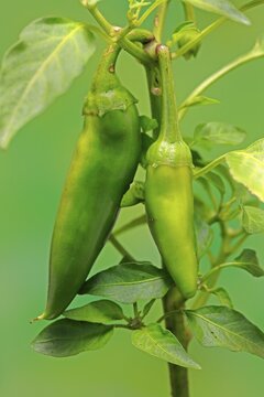 Paprika (Capsicum annuum), fruits hanging from a bush, spice plant, Germany