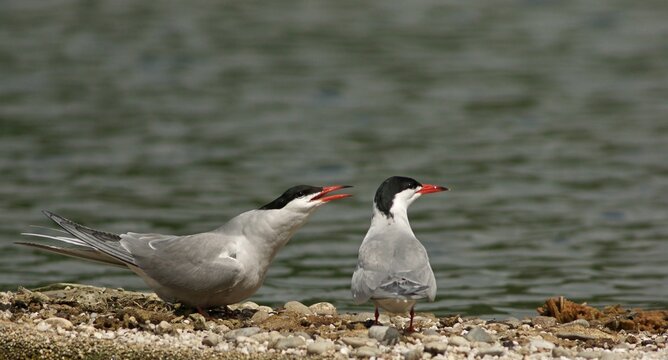 Common Terns (Sterna hirundo), Mecklenburg-Western Pomerania, Germany